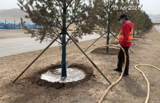 Нарс модны ургалтыг дэмжих зорилгоор тусгай зориулалтын дуслын шингэн залгаж, бордож байна