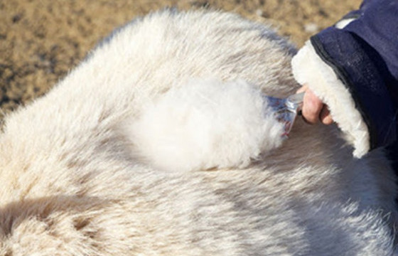  Ноолуур 100-125 мянган төгрөгийн үнэтэй байна