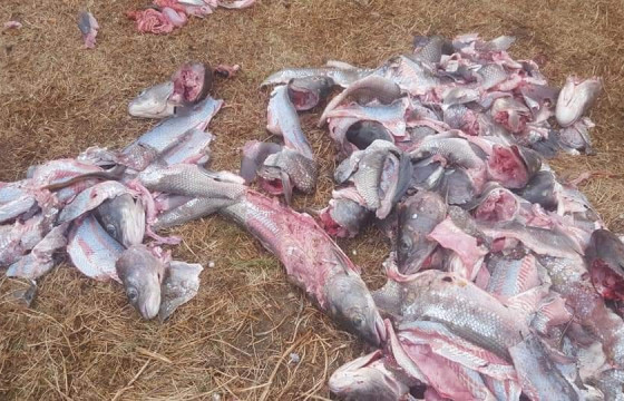  Хадран загасыг хууль бусаар агнасан байж болзошгүй