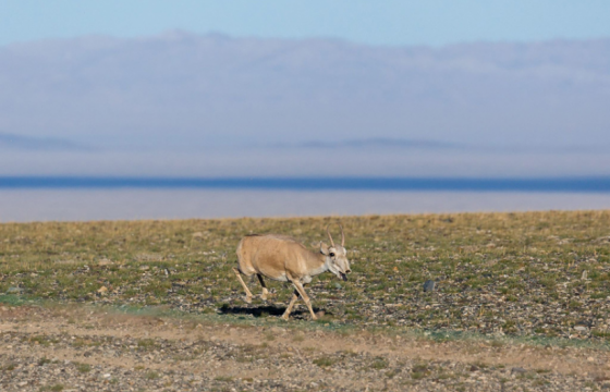 Монгол бөхөнгийн тоо толгой өсч, 8500 гаруй болжээ