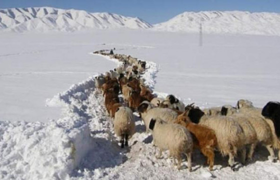 Л.ГАНБОЛД: Хөвсгөл аймагт цас их орсны улмаас малчид малаа гурав хоног бэлчээрт гаргаагүй