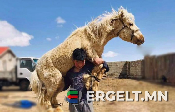 Аймгийн хурц арслан “Майга” Д.Суурийн зээ хүү М.БИЛГҮҮН: Би Монгол Улсын заан цолонд хүрэхийг мөрөөддөг