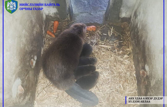 Анх удаа дөрвөн ихэр дүдэр мэндэлжээ