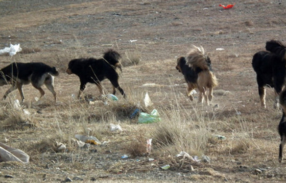 157 золбин нохойг устгажээ