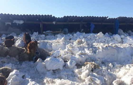 Дундговь аймагт хүчтэй цасан болон шороон шуурга шуурч, малчдын мал, хашаа элс, цасанд дарагджээ