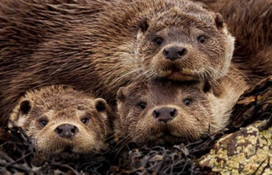 Таван ихэр минж төрсөн нь анхны тохиолдол боллоо