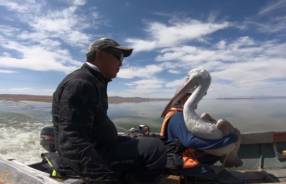 Шархадсан хотон шувууг эдгээж, Хар-Ус нууранд буцаан тавьлаа