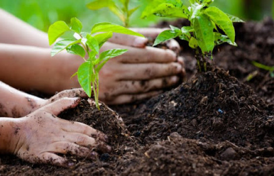 Сонгинохайрхан дүүрэгт 3000 гаруй мод тарина