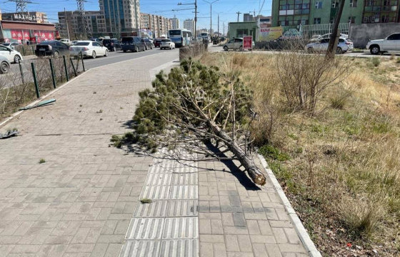 Согтуу жолооч замын хажуугийн хашлага болон нарс мод мөргөжээ