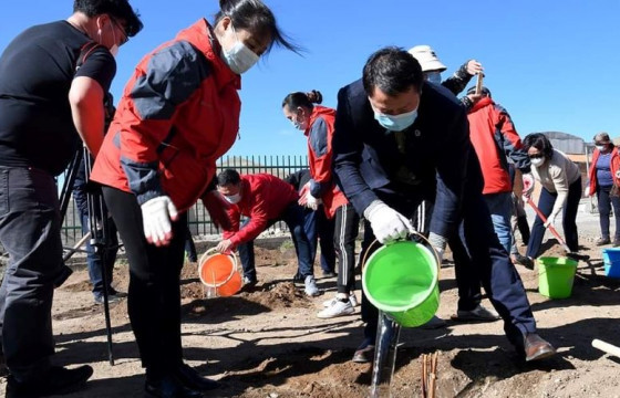 Нийслэлийн 5000 өрхийн хашаанд мод тарих ажил зохион байгууллаа