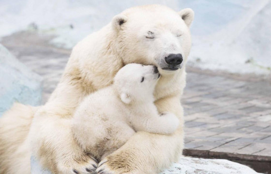 Цагаан баавгайн хүн болгоны мэддэггүй 11 баримт