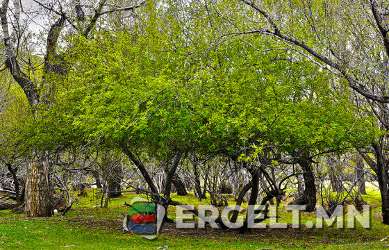 ВИДЕО: Тэнгэр өөд тэмүүлэх модод мөчир бүрээсээ бяцхан “амь” дэлгэрүүлэн нахиалжээ