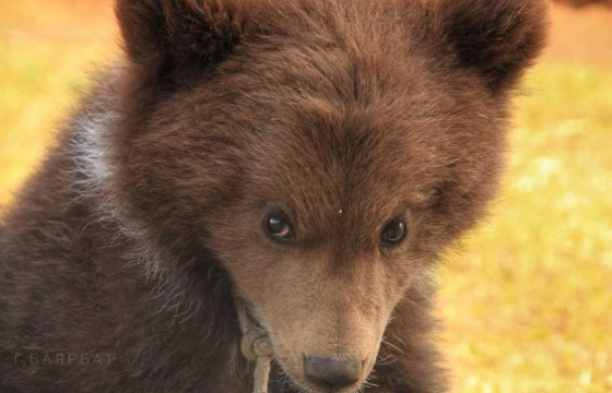 Хөвсгөл аймагт гурван сартай бамбарууш айлын хотонд иржээ