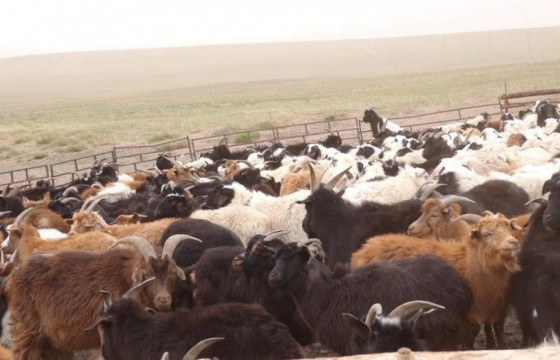 Отроор явж буй малчдыг дархлаажуулалтад хамруулна