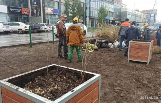 Нийслэлд тарьсан модноос хулгайлсан хэрэг гарчээ