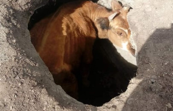 Налайхын уурхайн нүхэнд унасан үхрийг гаргажээ