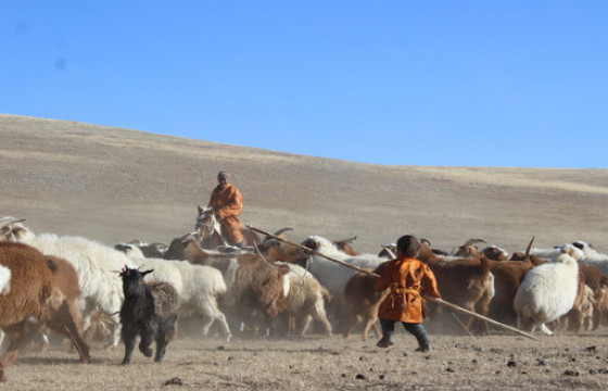 Засгийн газраас малчдад 100 мянган төгрөгийн дэмжлэг үзүүлж эхэллээ