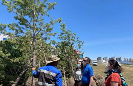 Нисэхийн тойргоос Буянт-Ухаа чиглэлд мод тарина