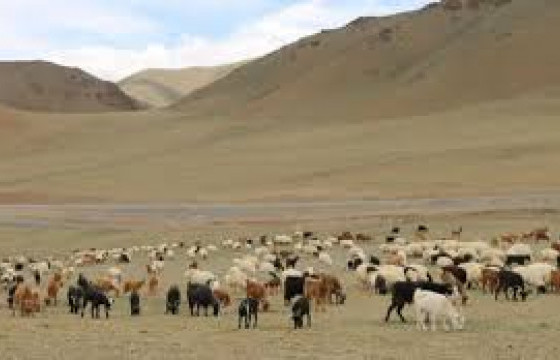 Малдаа яваад сураггүй болсон 10 настай охиныг хайж байна