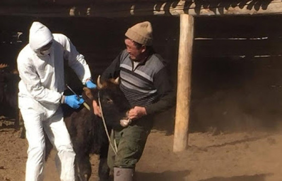 Галшар суманд малын гоц халдварт шүлхий өвчин гарчээ