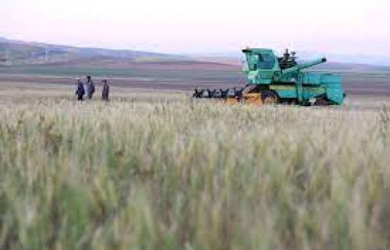 Улсын хэмжээнд улаанбуудайн тариалалт дуусжээ