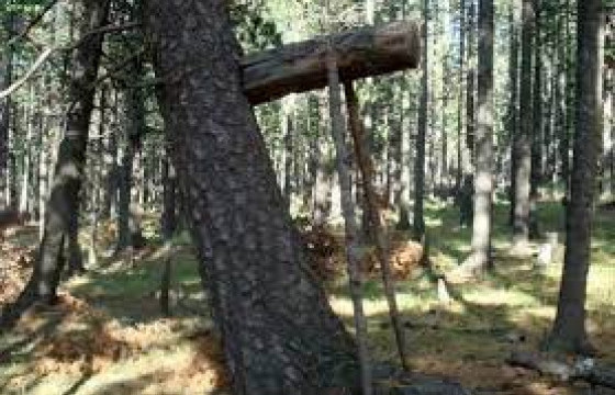 Самар түүж байсан нэг иргэн сураггүй алга болжээ