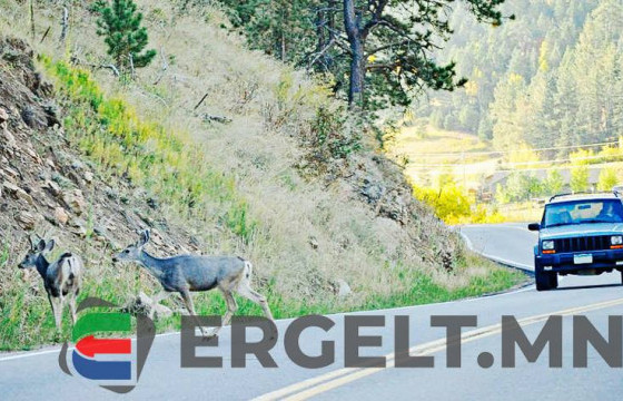 Автомашинтай амрагчид буга дайрчээ