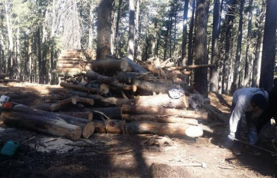 Нийслэлийн ойгоос мод бэлтгэж байгаад хяналт тавьж ажиллахыг үүрэг болголоо