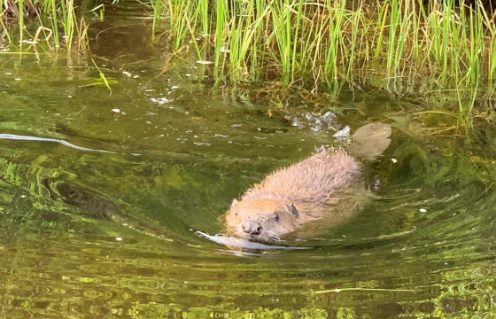 Туул голын эхэнд минж нутагшууллаа