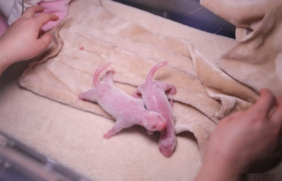 Аварга хулсны баавгай ихэр бамбарууш төрүүлжээ