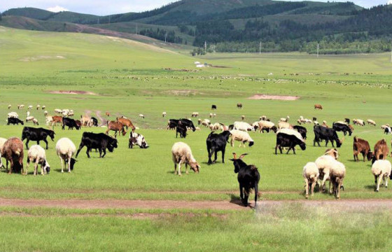 100 мянга гаруй га бэлчээрийн ургамлыг мэрэгч амьтдаас хамгаалжээ