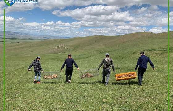 Идэш тэжээл хайсан тарвага айлын хашаанд идээшиж, нохойнд хазуулах эрсдэлд ороод байсныг нүүлгэн шилжүүллээ