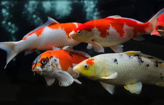 Загасны өнгө ямар үүрэгтэй вэ