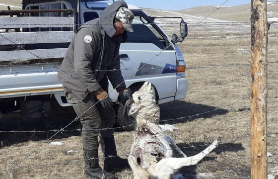 Тариалангийн хашааны өргөст тор цагаан зээрэнд эрсдэл учруулж байна 