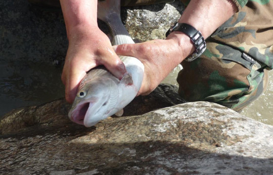 Аврал эрсэн монгол хадран загас 