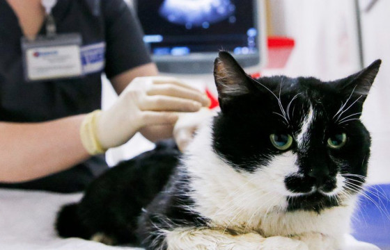 СУДАЛГАА: “Ковид-19”-ийн халдвартай гэрийн тэжээвэр амьтдын хоолны дуршил буурчээ