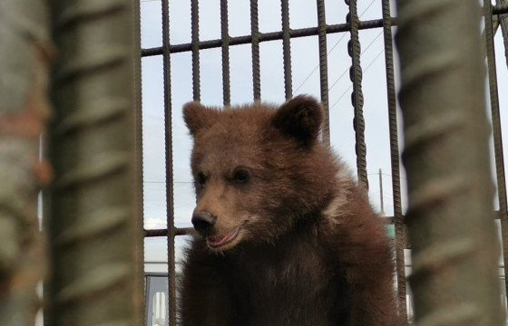 Хөвсгөл аймгийн Эрдэнэбулган сумын малчин айлд ирсэн бамбаруушийг ойд тавилаа