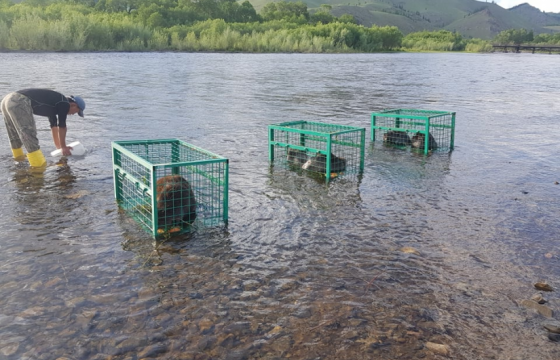 Минж нутагшуулах, үржүүлэх 145 га газрыг орон нутгийн хамгаалалтад авна
