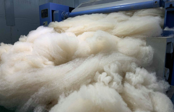 Малчид дараах аж ахуйн нэгжид ноосоо тушааснаар урамшуулал авч болно