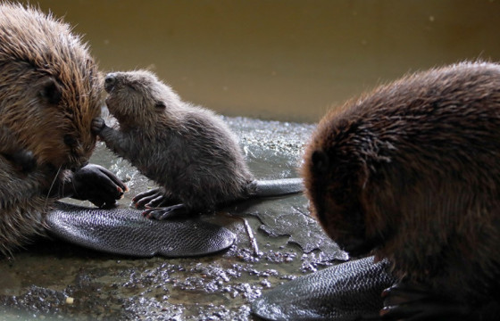 Минжийг байгальд дасгах хиймэл цөөрөм байгуулжээ