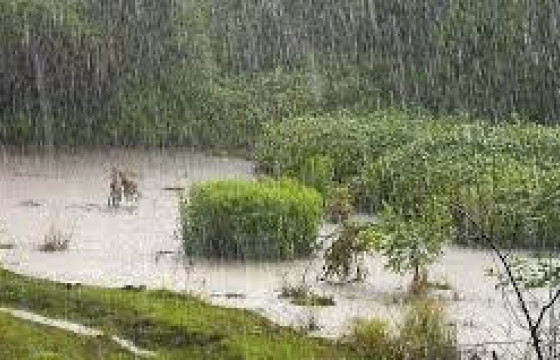 Ойрын өдрүүдэд нутгийн хойд хэсгээр бороо орж, өмнөд хэсгээр хална