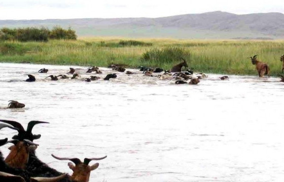 Үер бууж, 200 гаруй бог мал хорогджээ