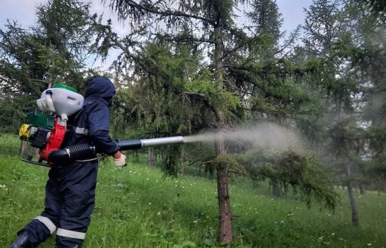 Нийслэлийн ногоон бүсийн ойн сангийн шавжийг устгаж байна