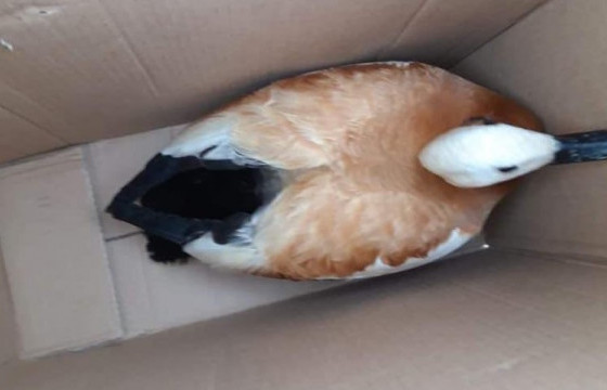 Суурьшлын бүсэд орж ирсэн зэрлэг амьтдыг байгальд нь эргүүлэн тавьжээ