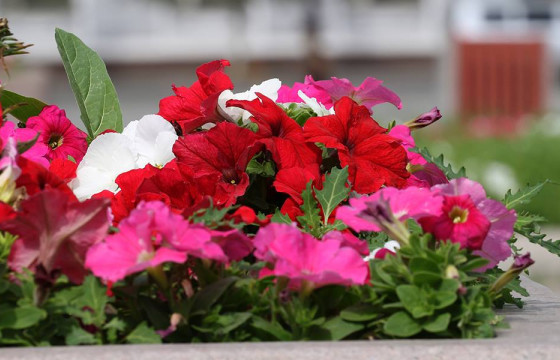 Сүхбаатарын талбай, хөшөө дурсгалын олрчим зэрэг 28 байршилд 195 мянган цэцэг суулгалаа