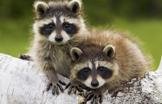 Усан үзэм идэж буй элбэнх