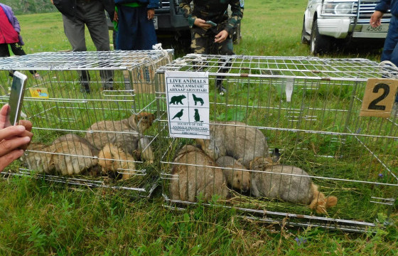 Тарвага сэргээн нутагшуулах ажлыг зохион байгуулжээ