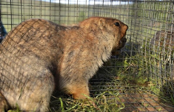 Тарвагыг ахуйн болон үйлдвэрлэлийн зориулалтаар агнахыг гурван жилийн хугацаатай хориглолоо