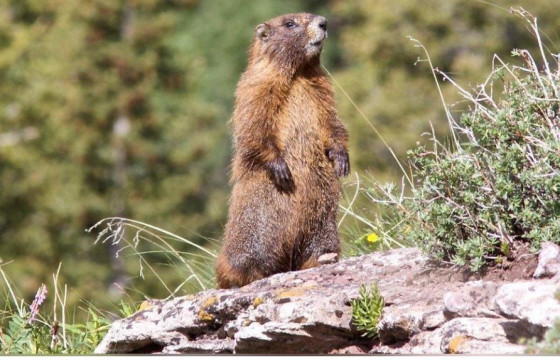 СЭРЭМЖЛҮҮЛЭГ: Тарваган тахал өвчнөөс урьдчилан сэргийлцгээе