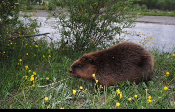 Байгальд нутагшуулсан минжийг хамгаалахад иргэдийг хамтран ажиллахыг хүсэж байна